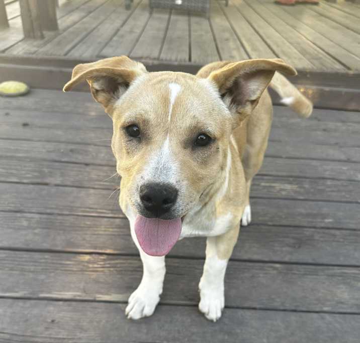 Photo of Belle