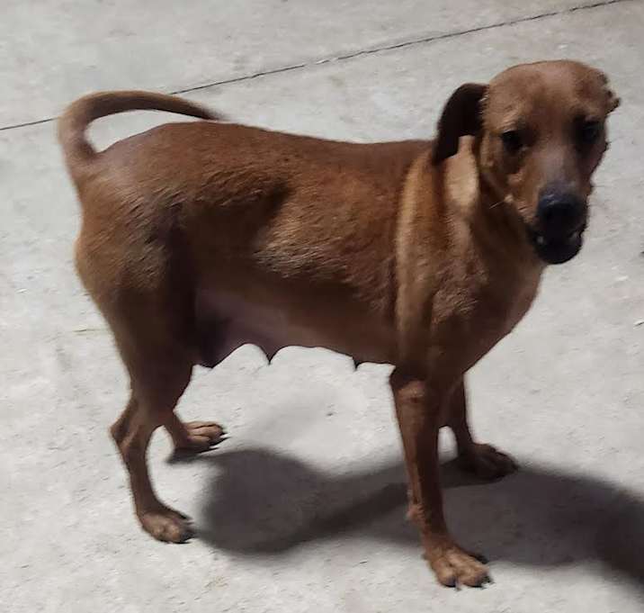Photo of ruby