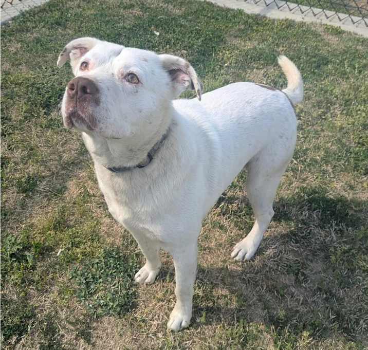 Photo of SAINT ★ Available NOW - ADOPTION or RESCUE!