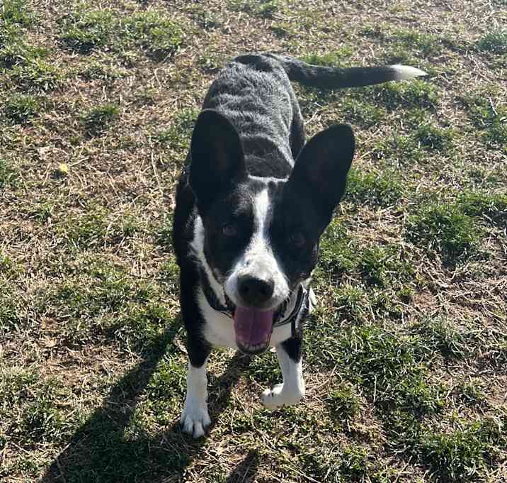 Photo of Beanie