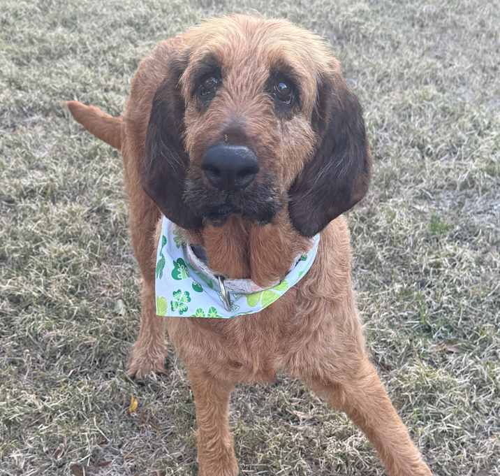 Photo of Goldie