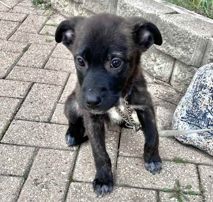Photo of Goodboy