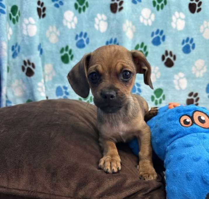 Photo of Peanut