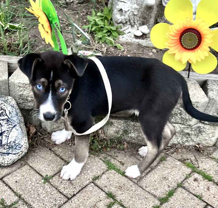 Photo of Pawsit