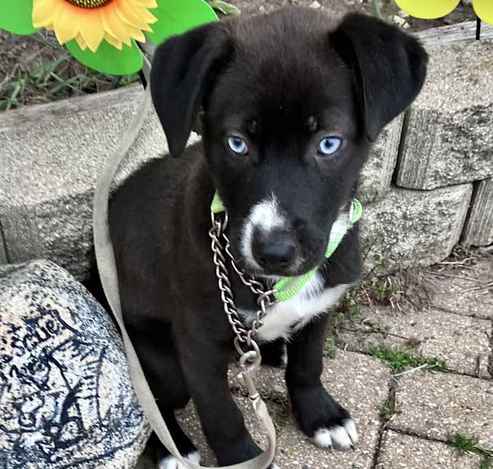 Photo of Pawsitive