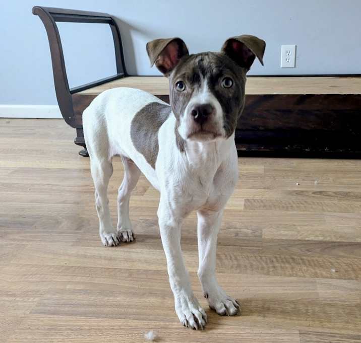 Photo of Finn (Gaither St. Litter)
