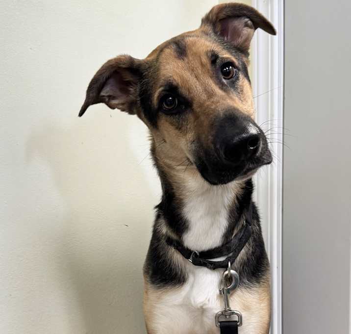 Photo of Otto
