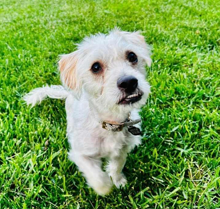 Photo of Zippy