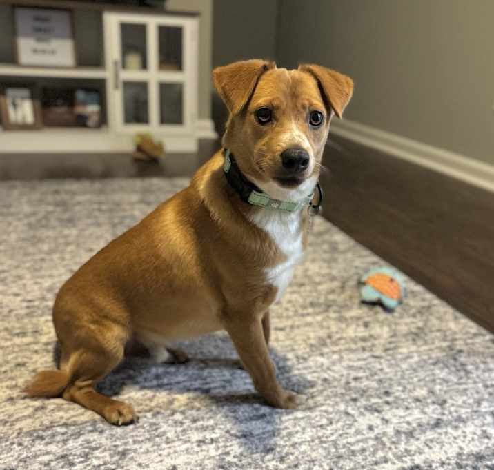 Photo of WESTIN  24 LBS 1 YR  DONATION ONLY  FOSTERED IN NJ