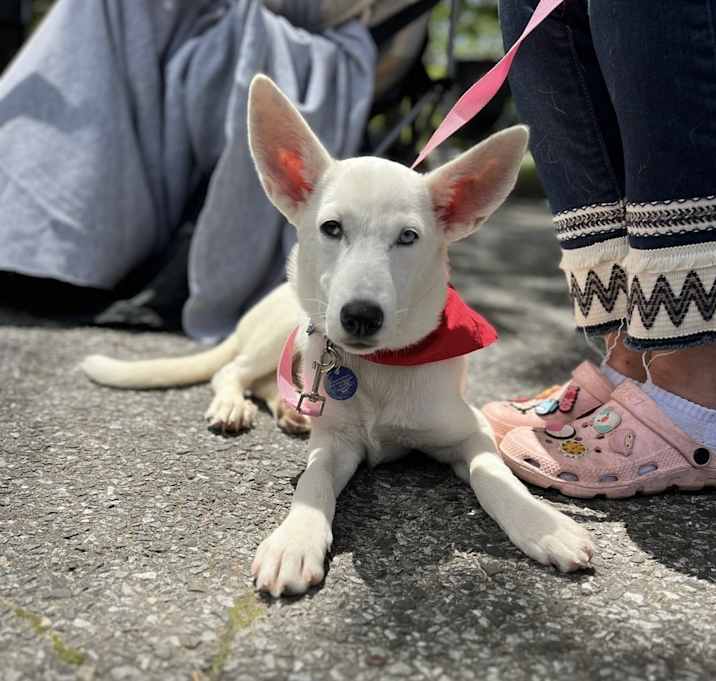 Photo of BALI  15 LB PUPPY  4-5  MOS   FOSTERED IN NJ