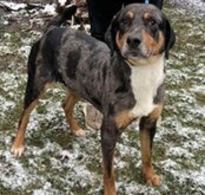 Photo of Rosco