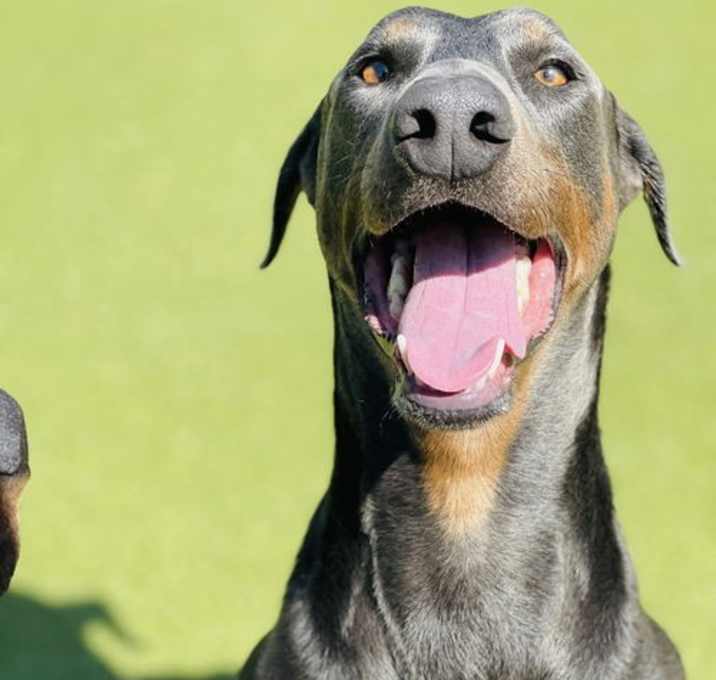 Photo of Shadow