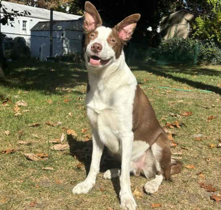 Photo of Loki