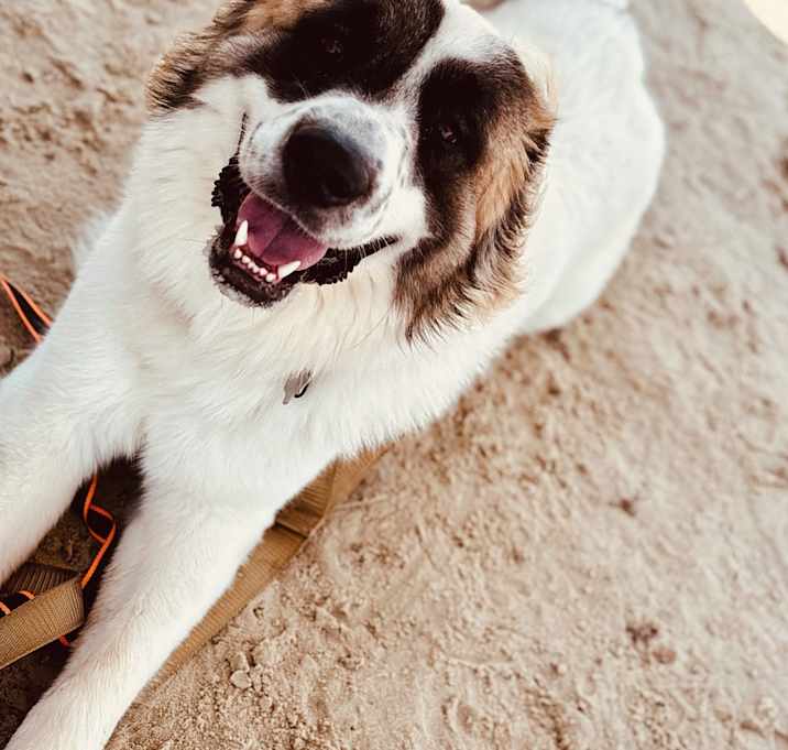 Photo of louie