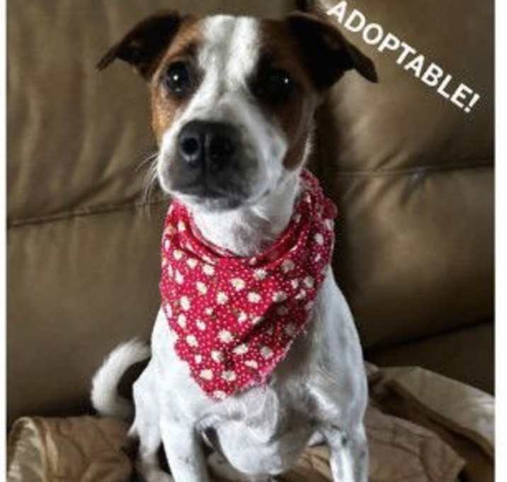 Photo of Shasta Lili