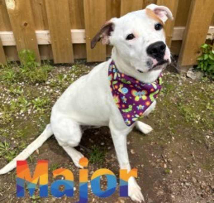 Photo of Major 125006