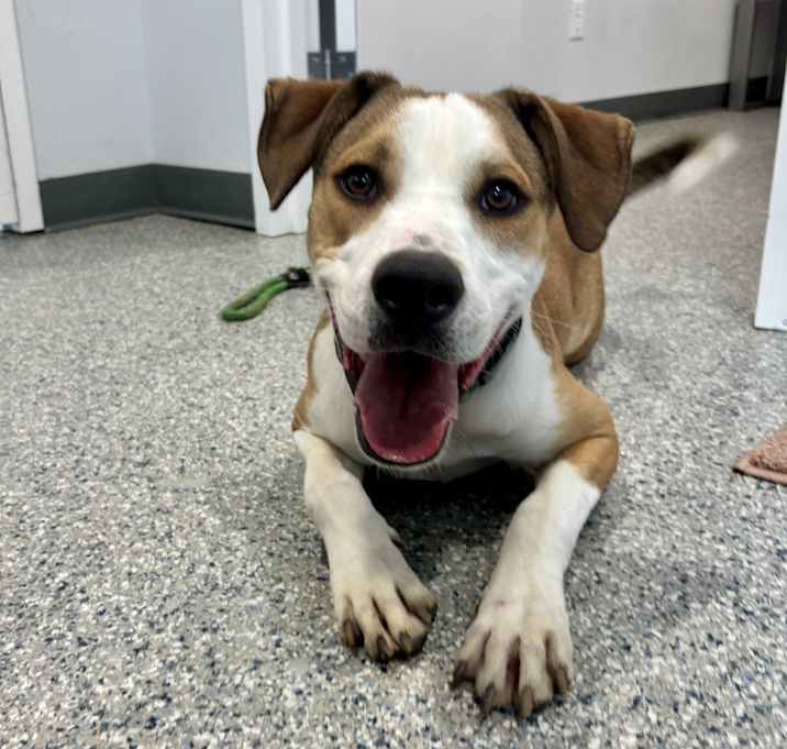 Photo of Dog of the Month!