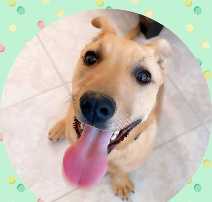 Photo of BARRY Good Boy!