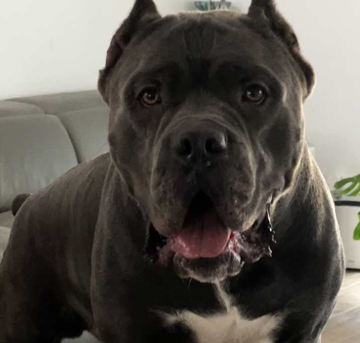 Photo of Royal