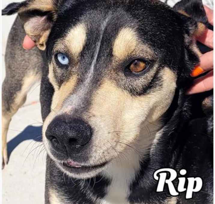 Photo of Rip