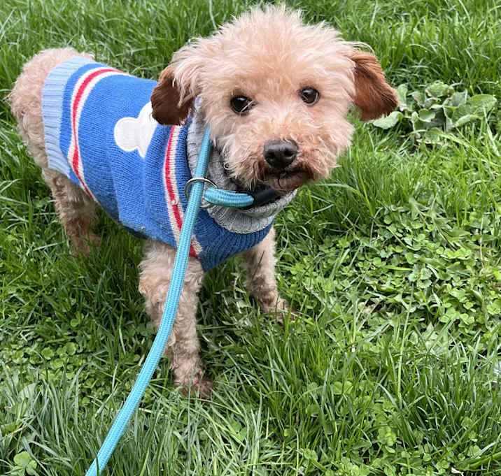 Photo of Rusty