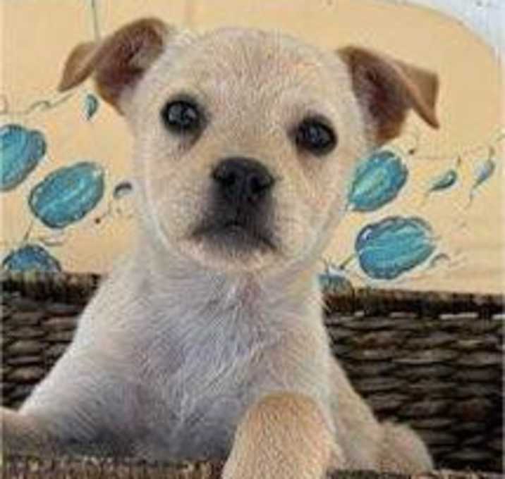 Photo of Isabella