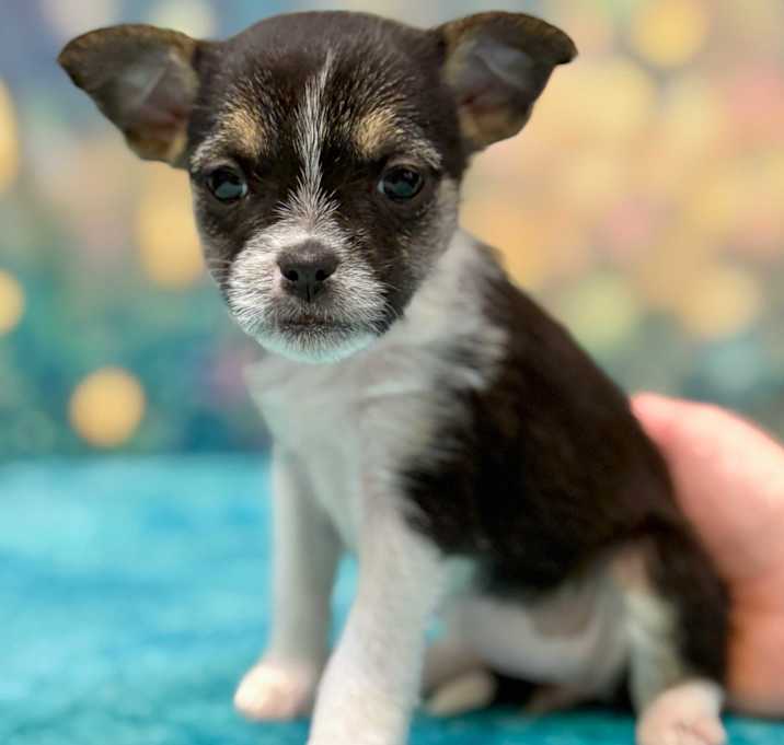 Photo of Renni
