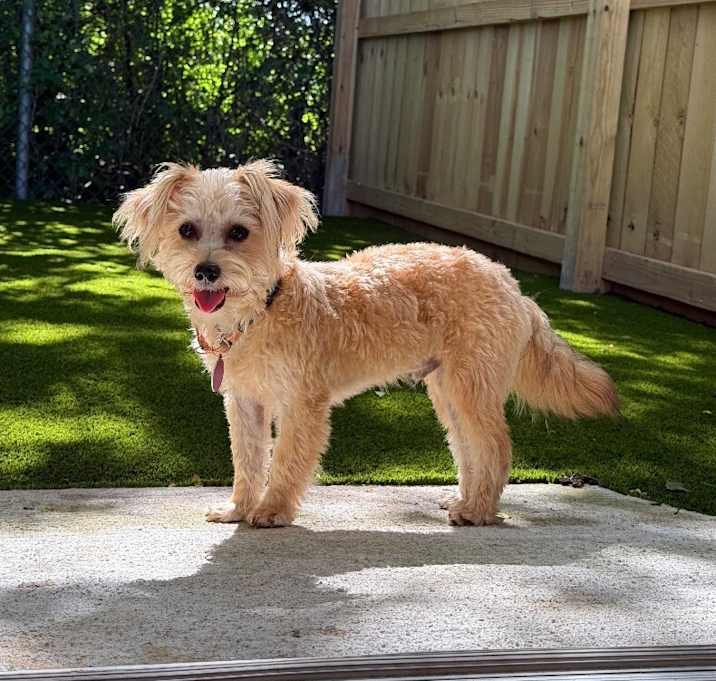 Photo of Copper Lovie