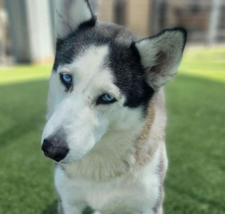 Photo of Pearl