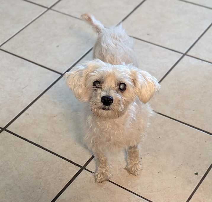 Photo of Rusty