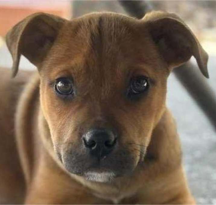 Photo of ScoobyDoo