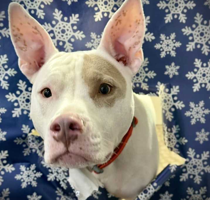 Photo of Cooper
