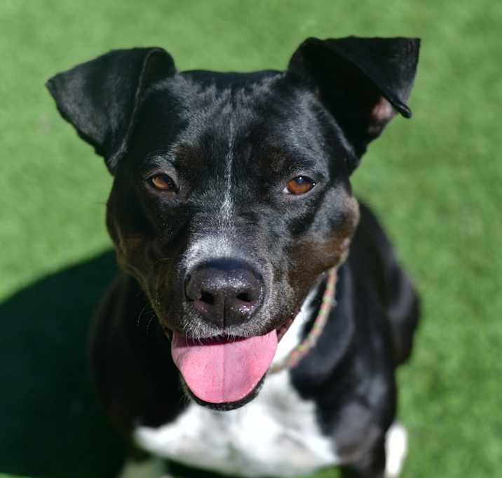 Photo of Blaze