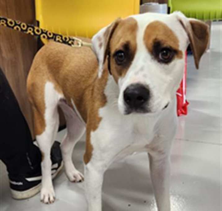 Photo of BRONCO