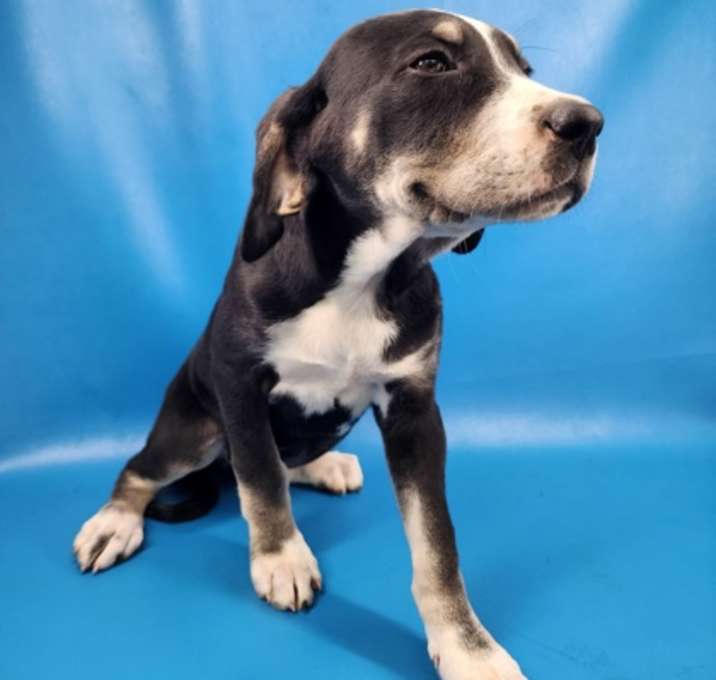 Photo of Yahtzee