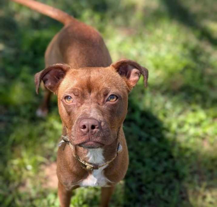 Photo of Daffodil
