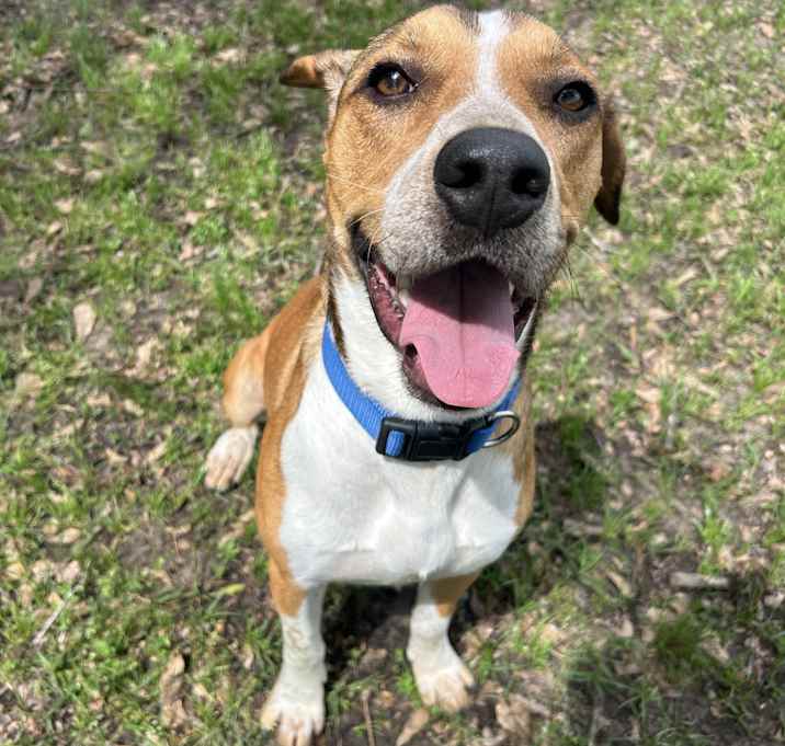 Photo of Peanut