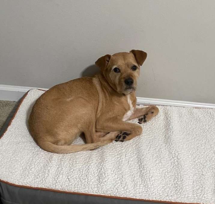 Photo of Bailey