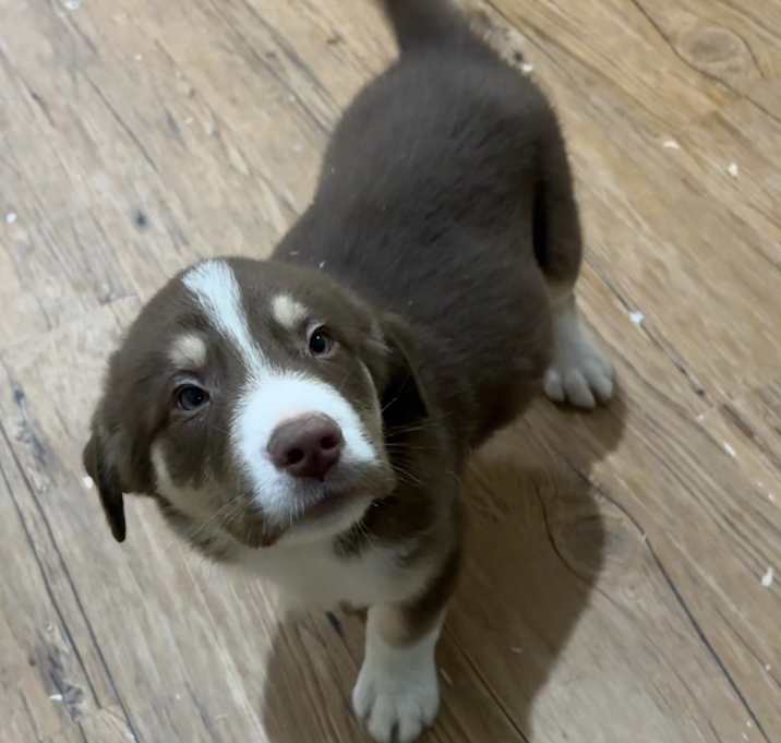 Photo of Duncan