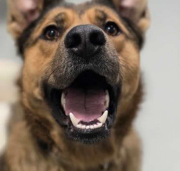Photo of Dingo