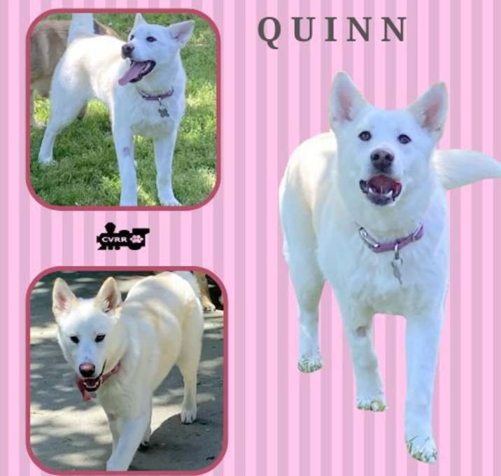 Photo of Quinn