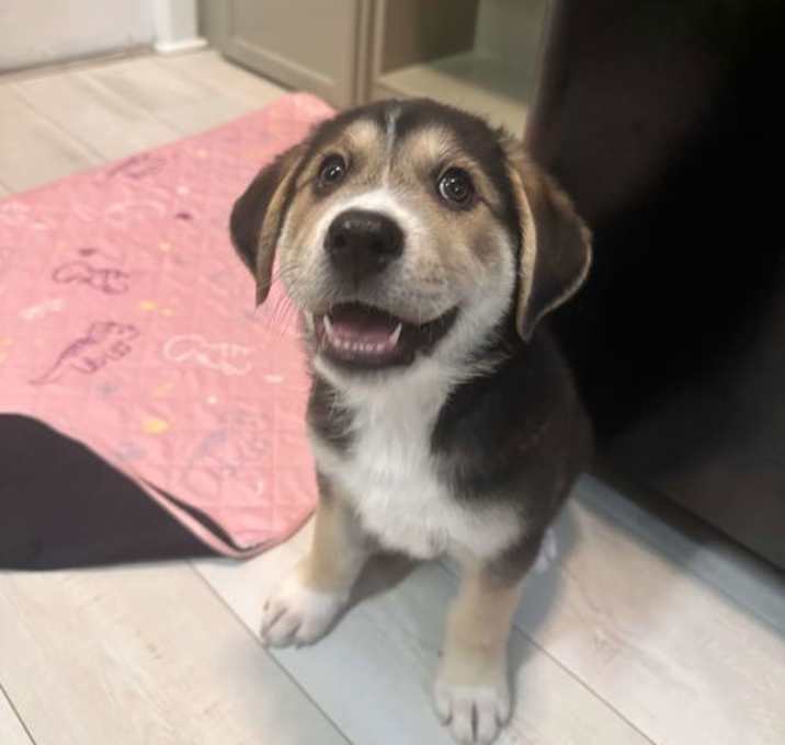 Photo of Bohdi (fka Barney at BARC shelter)