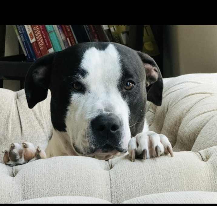 Photo of Onyx