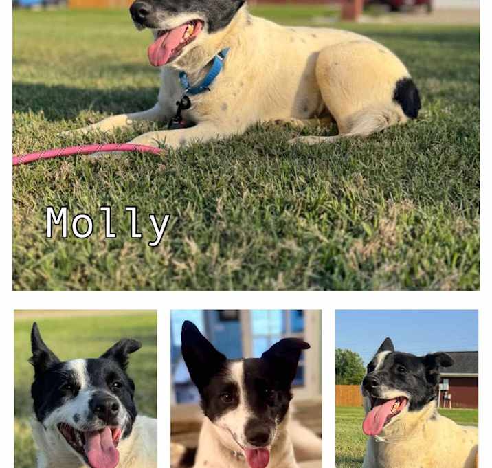 Photo of Molly