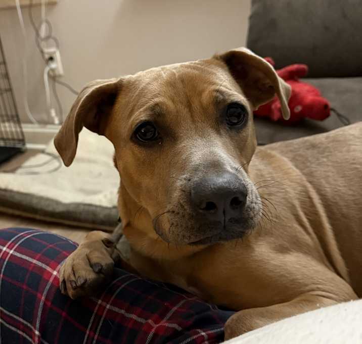 Photo of Brandy