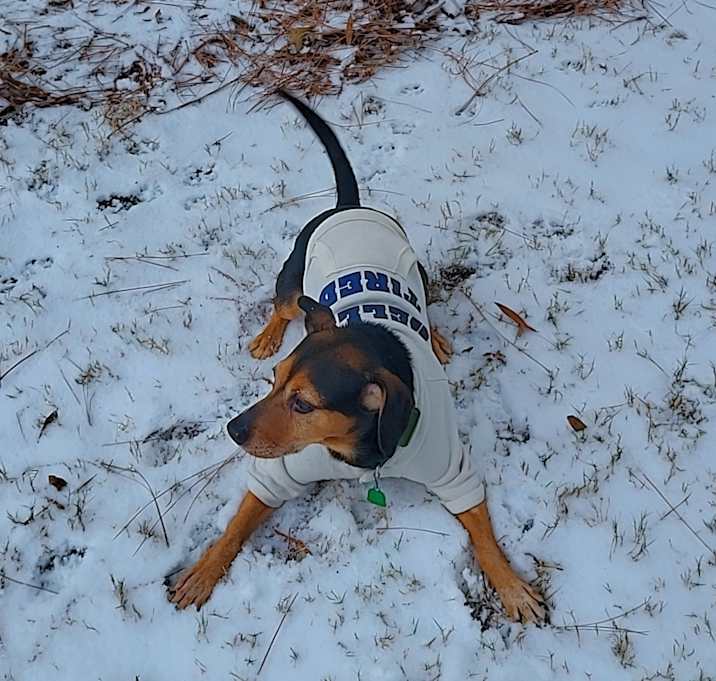 Photo of Rocky
