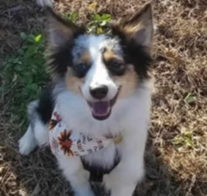 Photo of Goose