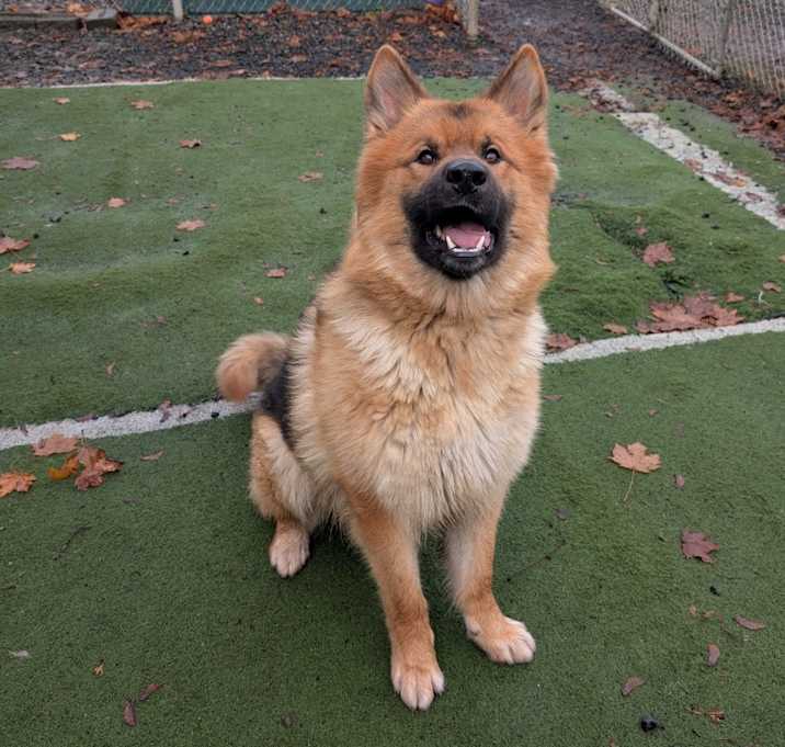 Photo of Canelo