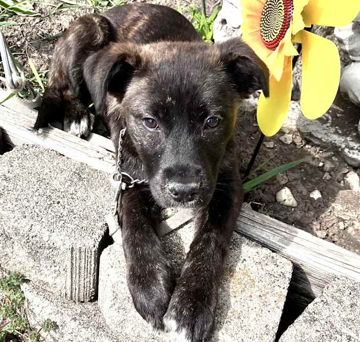 Photo of Calli