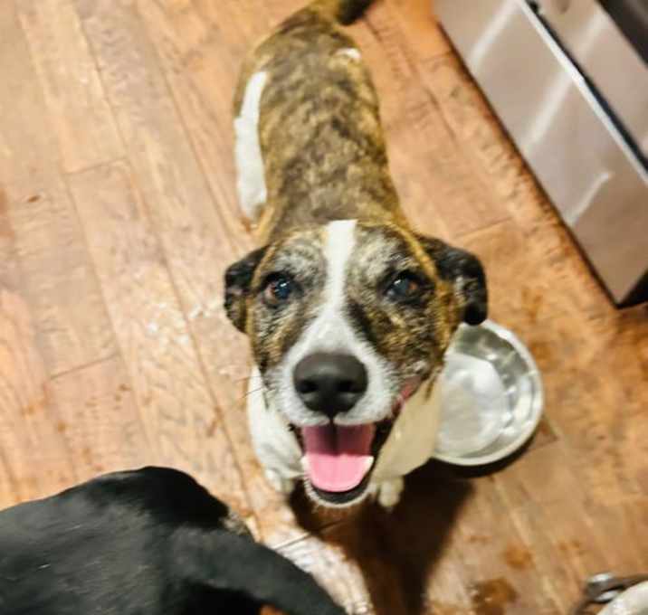 Photo of Puppy